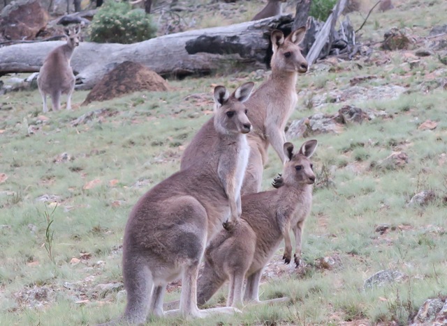 Kangaroos.
