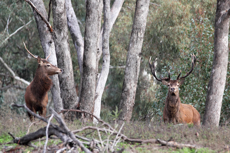 Two red deer in a woodland