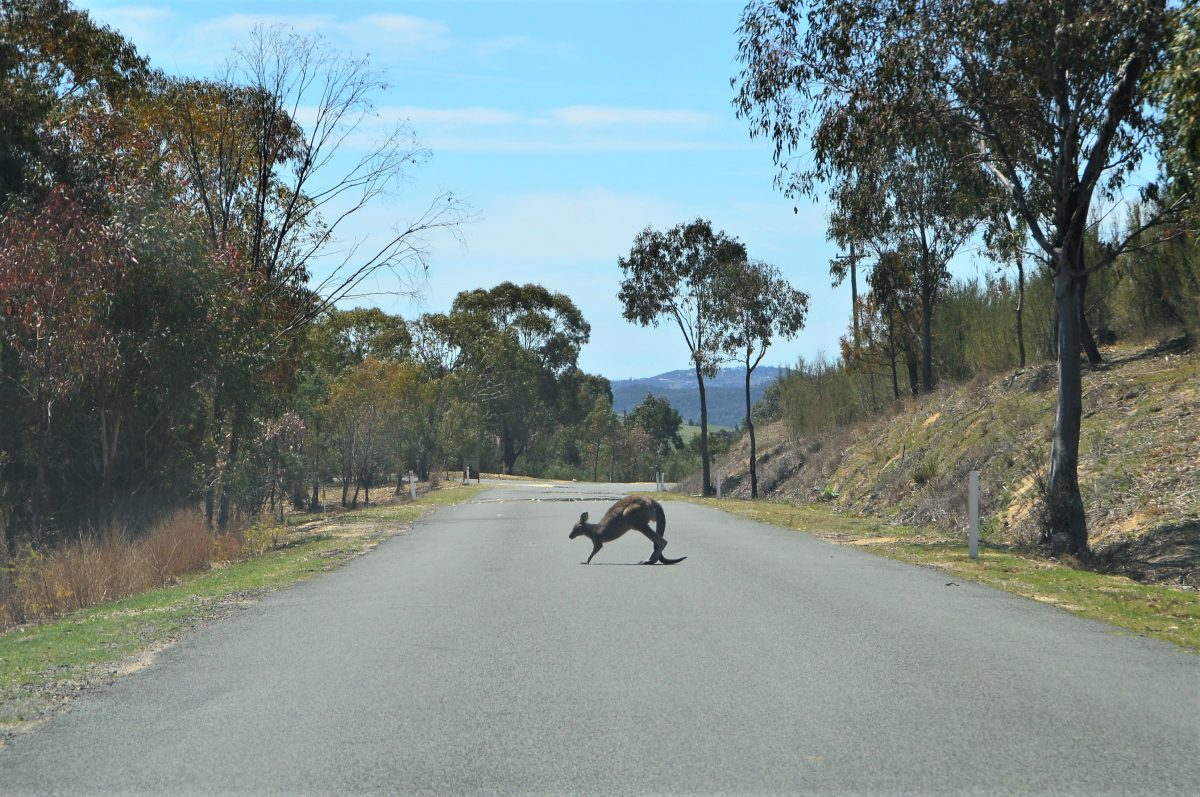 Kangaroo on a road