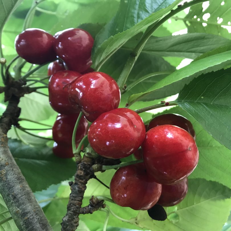 South West Slopes Cherries