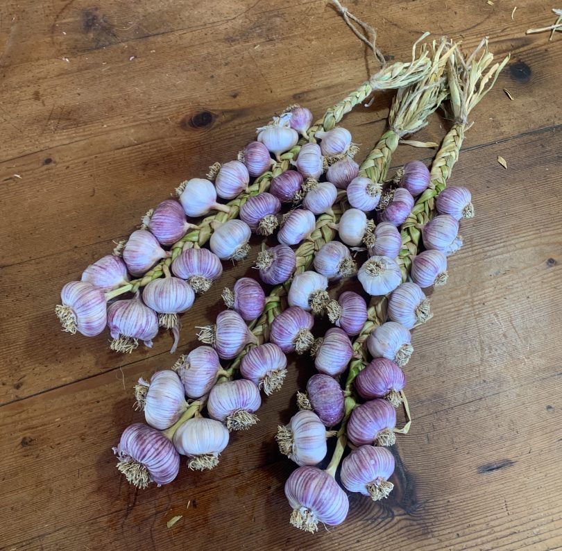 Braided garlic
