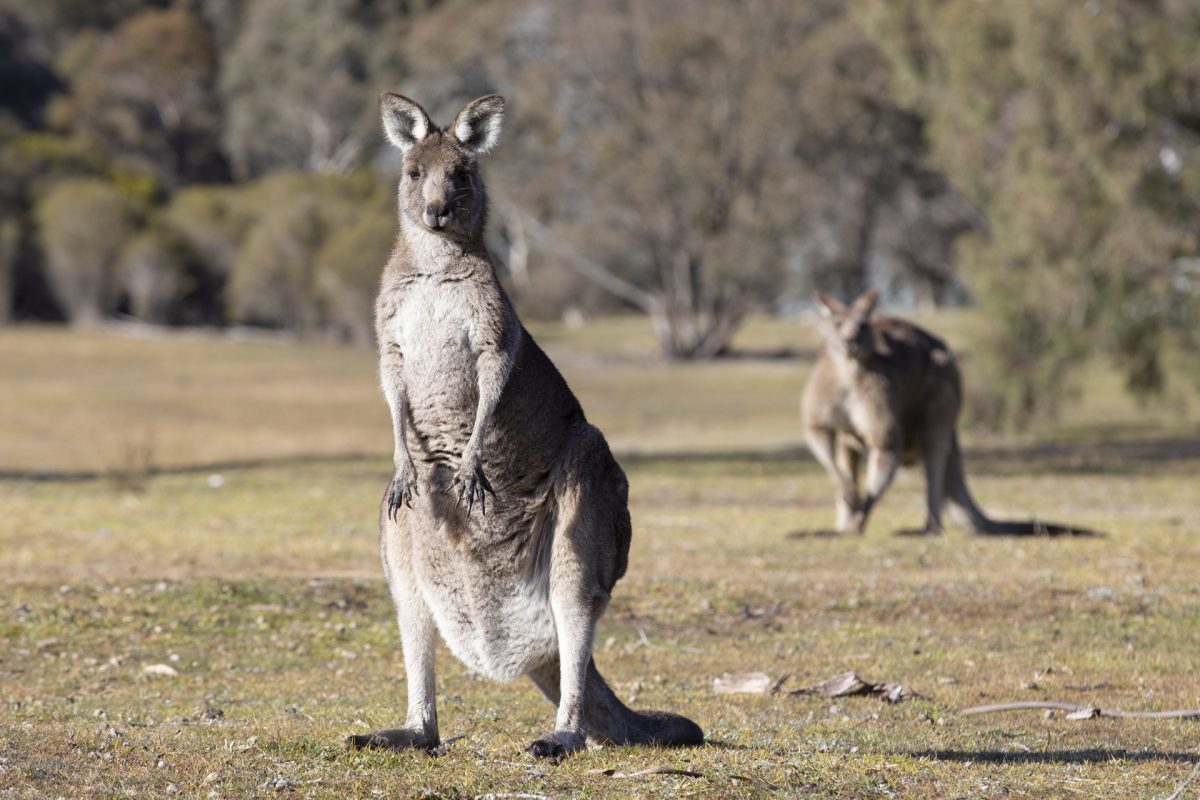 An eastern grey kangaroo