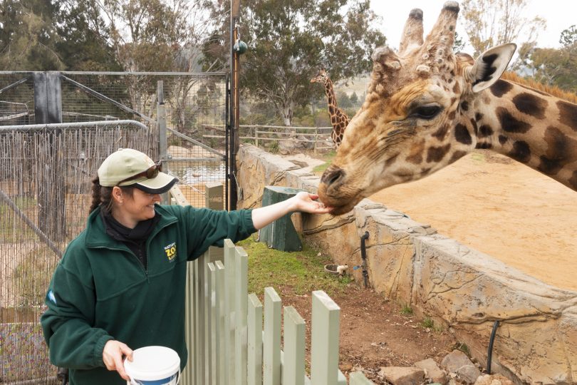 Katie Ness feeds Hummer the giraffe 