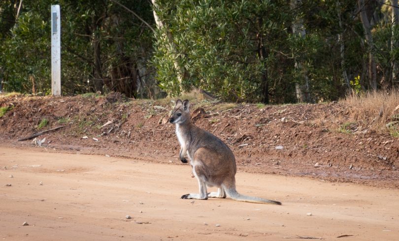 A wallaby at Namadgi