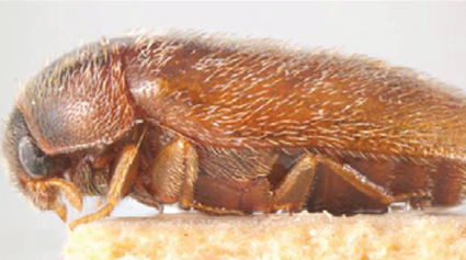 An adult khapra beetle