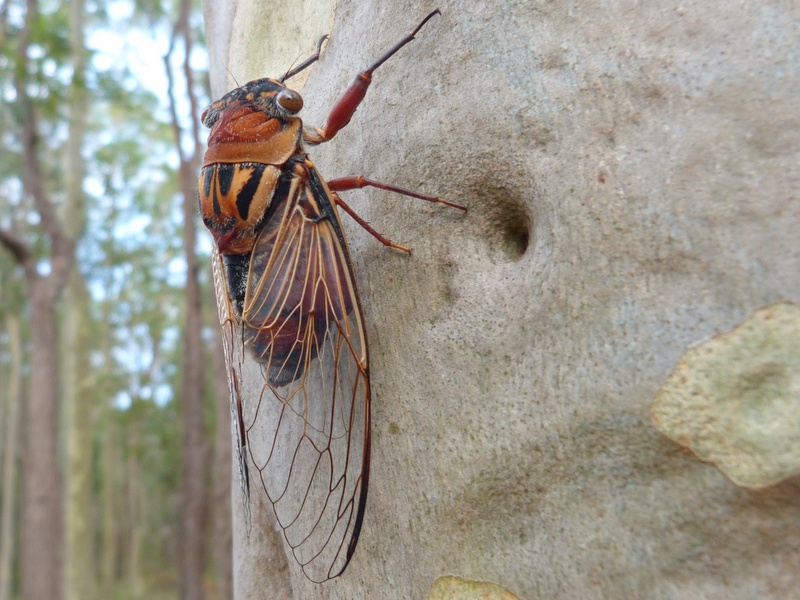 Double drummer cicada on tree.