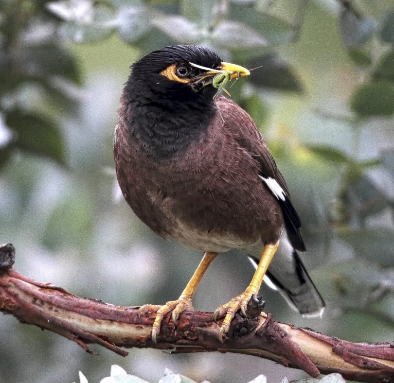 An Indian Myna bird 
