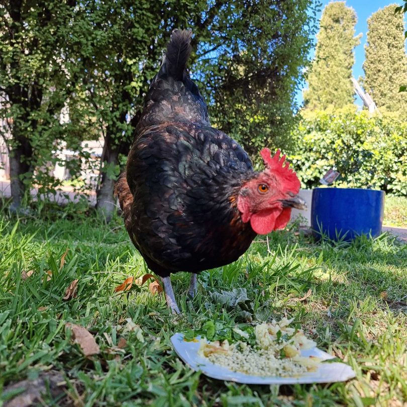 Chicken standing on grass while eating