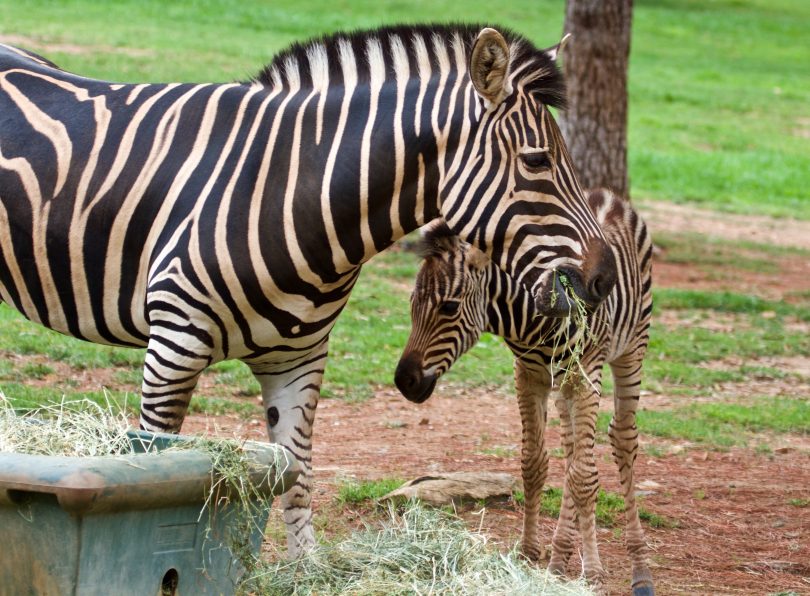 The baby zebra foal and mum Johari at the National Zoo and Aquarium