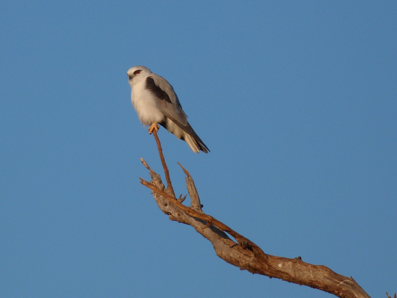 Kite bird sitting on branch