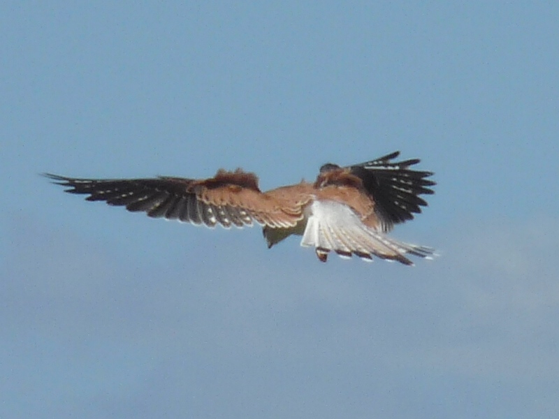 A kestrel hovering in the air