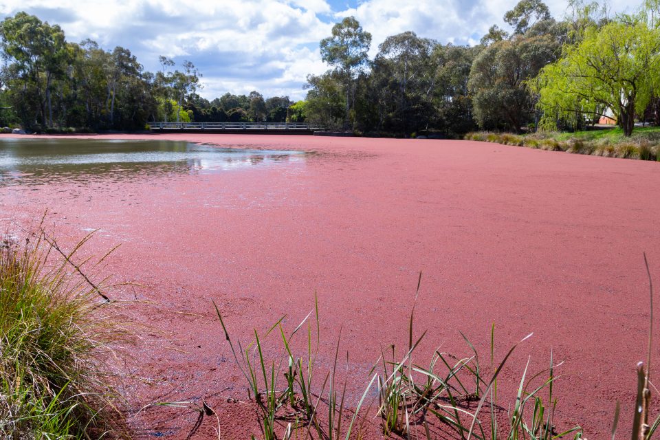 'Pink Lake' in Bruce
