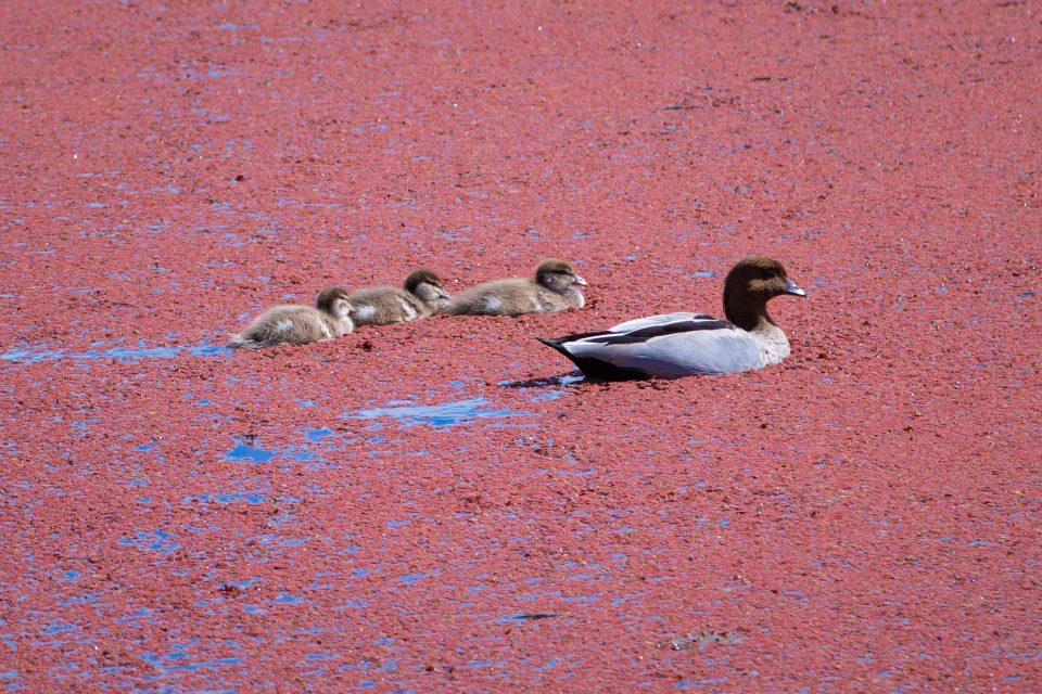 Duck and ducklings swimming on 'Pink Lake' in Bruce