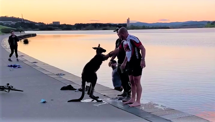 A kangaroo thanks its rescuers at Lake Burley Griffin in Canberra