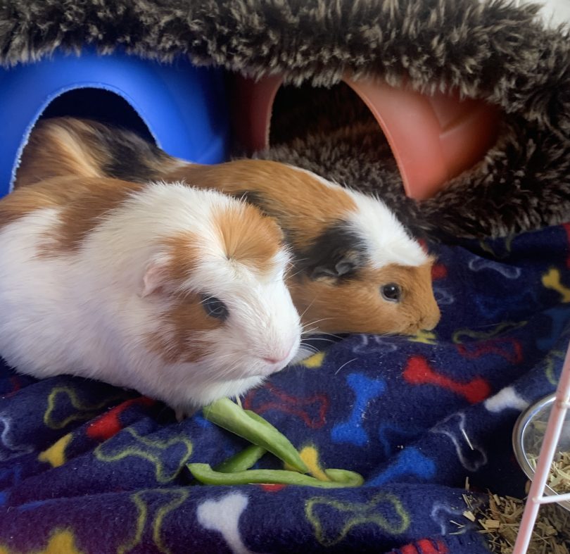 Jonathan Van Ness and Antoni guinea pigs