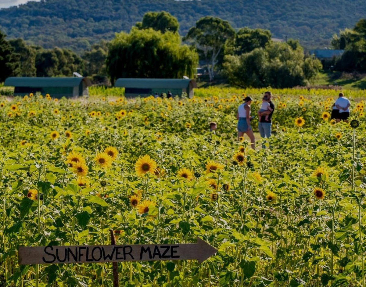 Three people standing in a sunflower field, turned away from the camera, on a sunny day