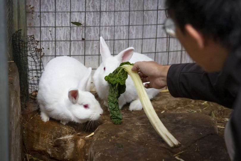 Two white rabbits being fed by man.