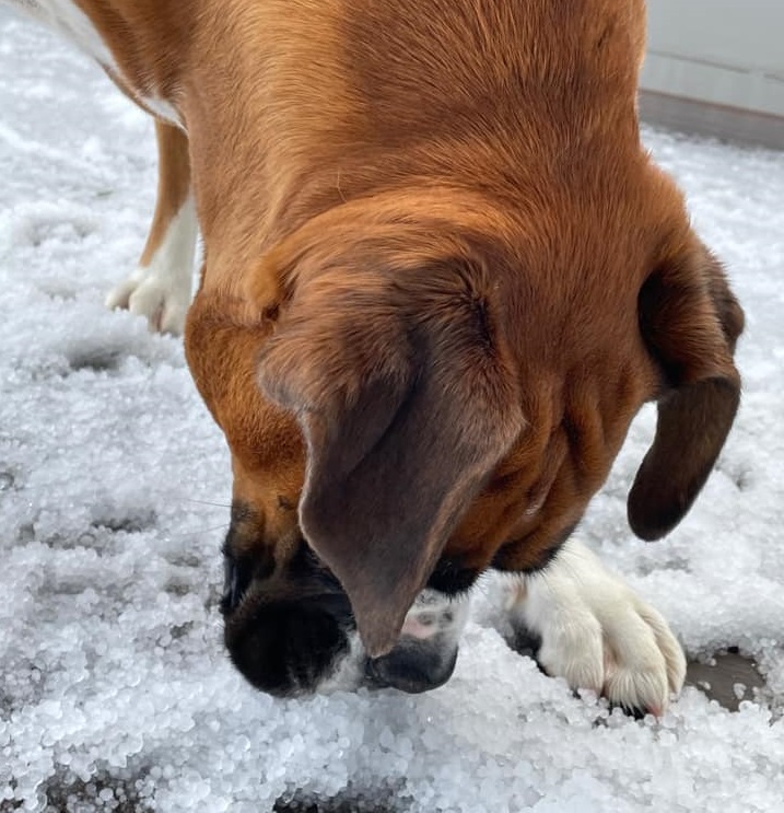 Puppy playing with hail