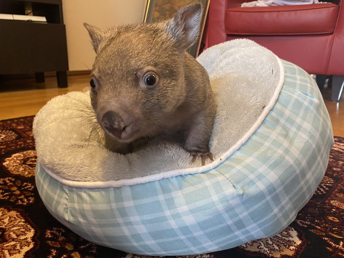 Laila the wombat