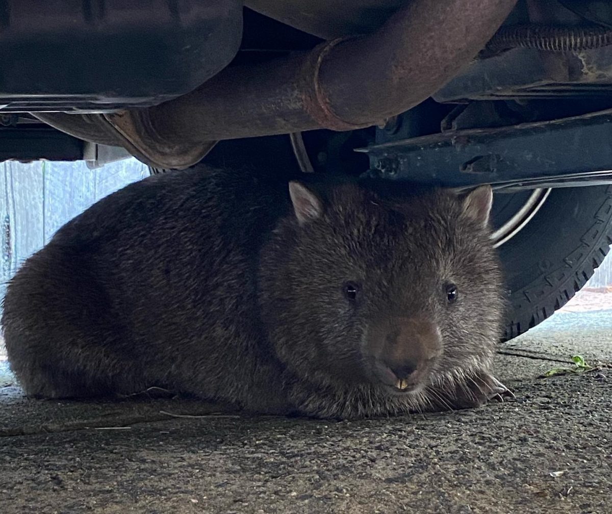 A wombat under a parked car