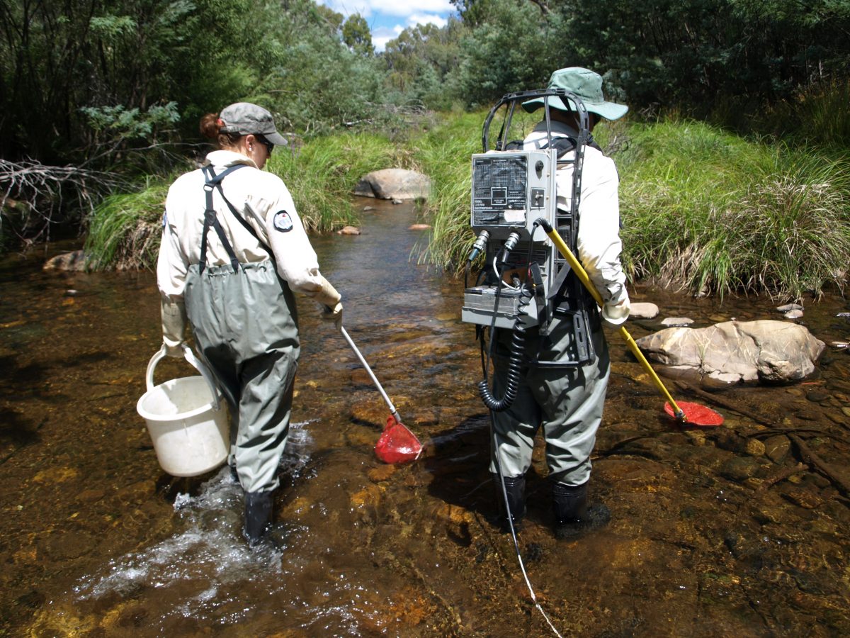 Two ACT EPSDD workers use electrofishing devices to survey a waterway.