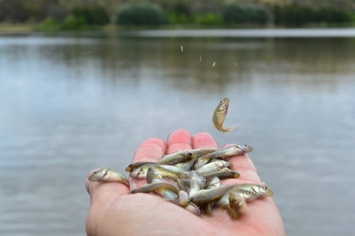 A hand full of Golden Perch fingerlings held out over a waterway.