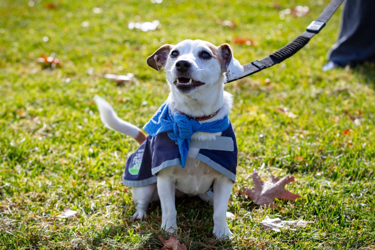 Dog on lead