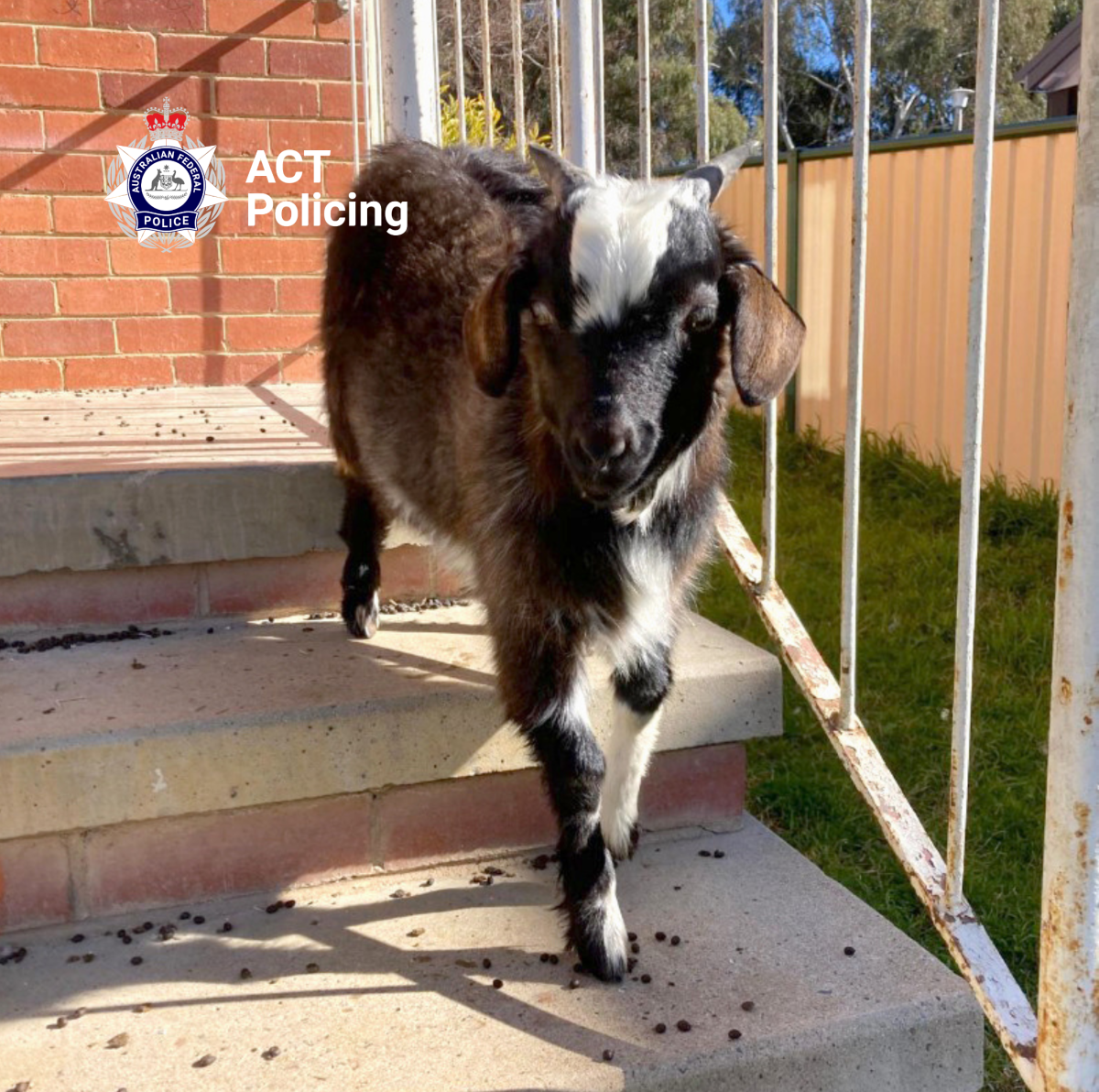 rescued goat