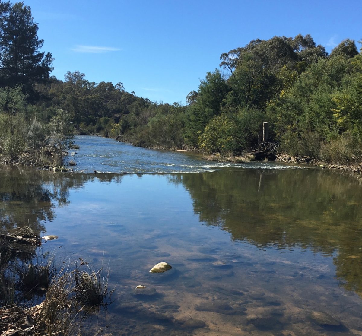 Cotter River, showing trees on the bank, clear water and reflections trees and the sky in the water.