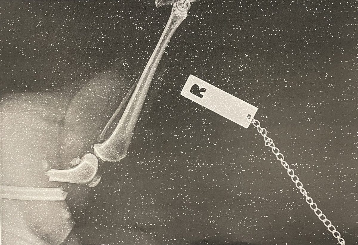 x-ray of broken dog leg
