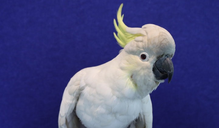 Cocko a white cockatoo