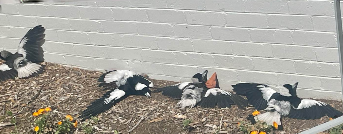 Magpies sunbathing