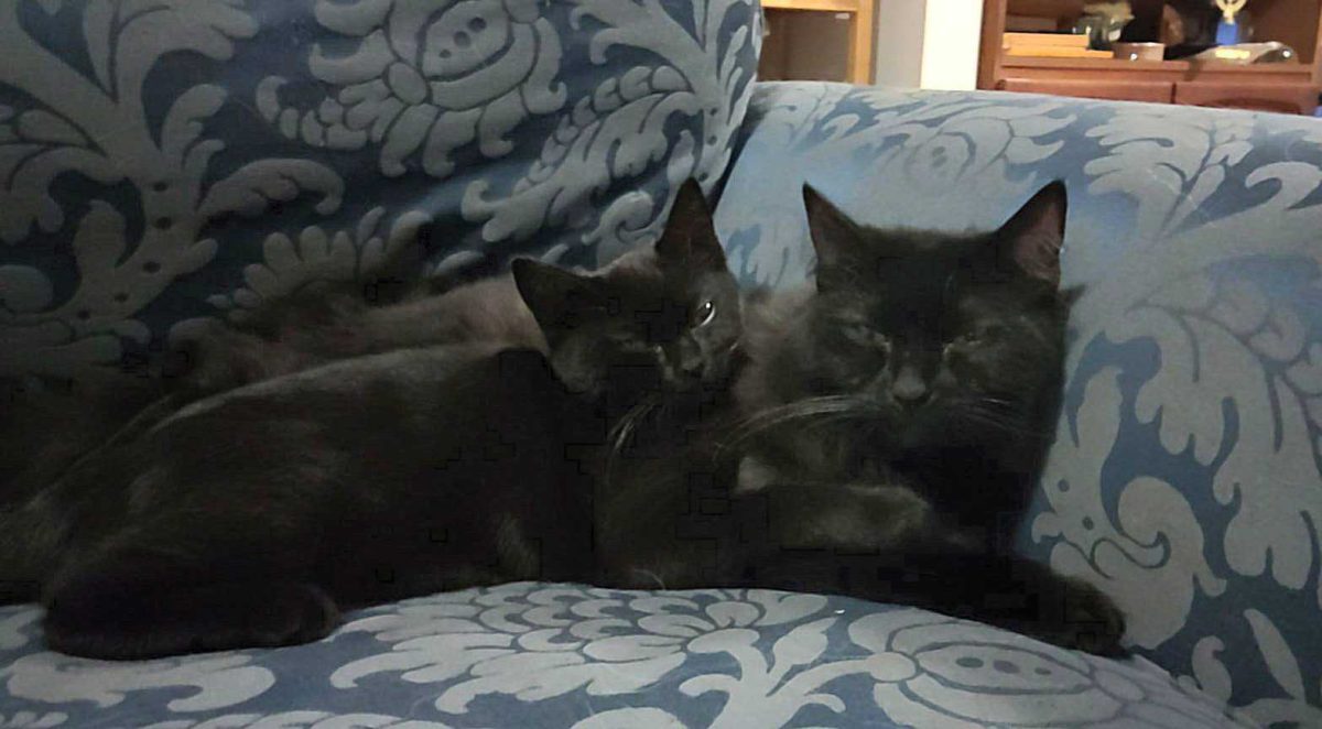 Two black cats cuddling on a couch