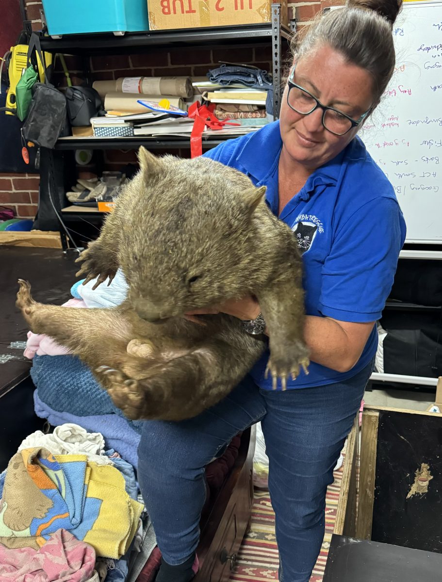 Woman holding large wombat