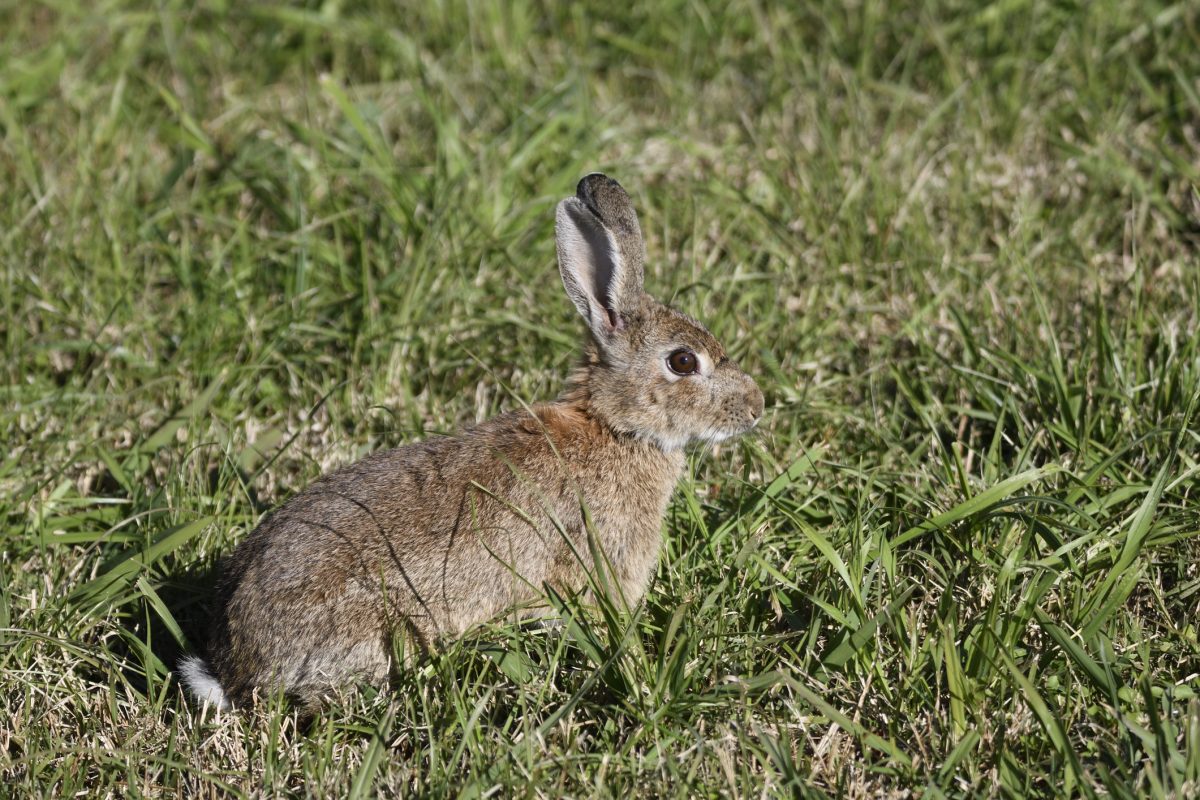 Feral rabbit
