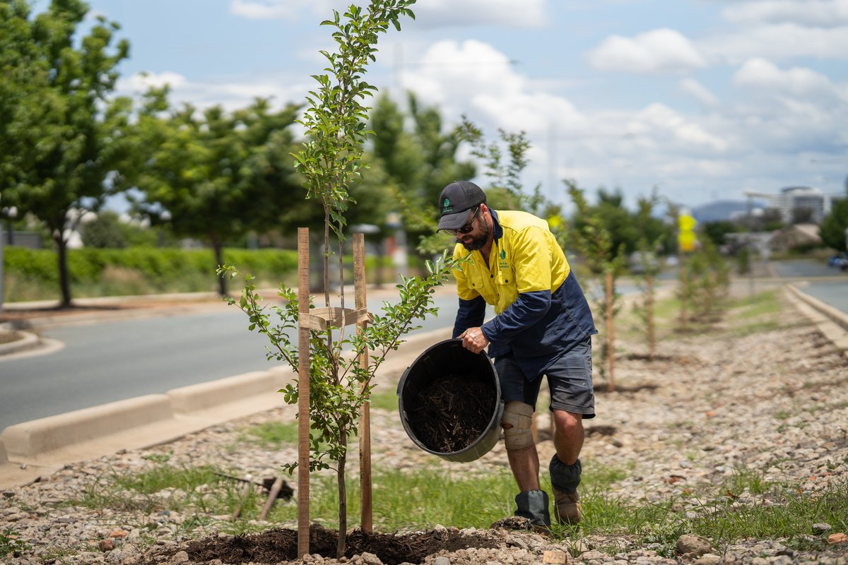 TCCS worker planting trees