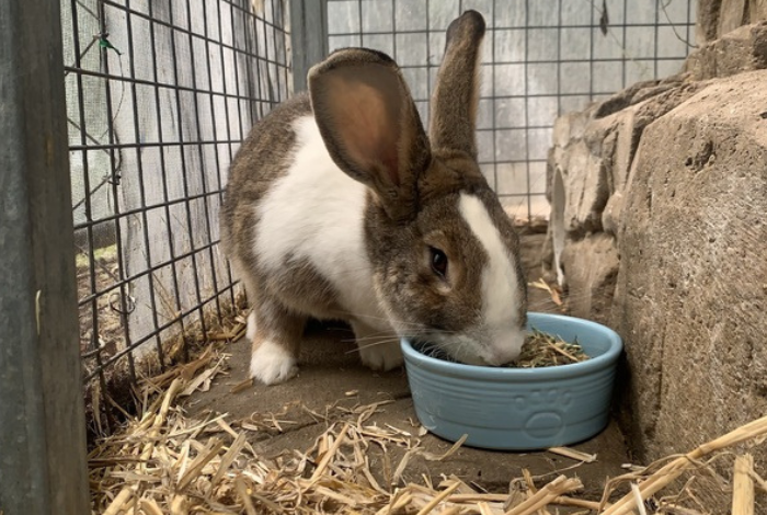 rabbit eating food