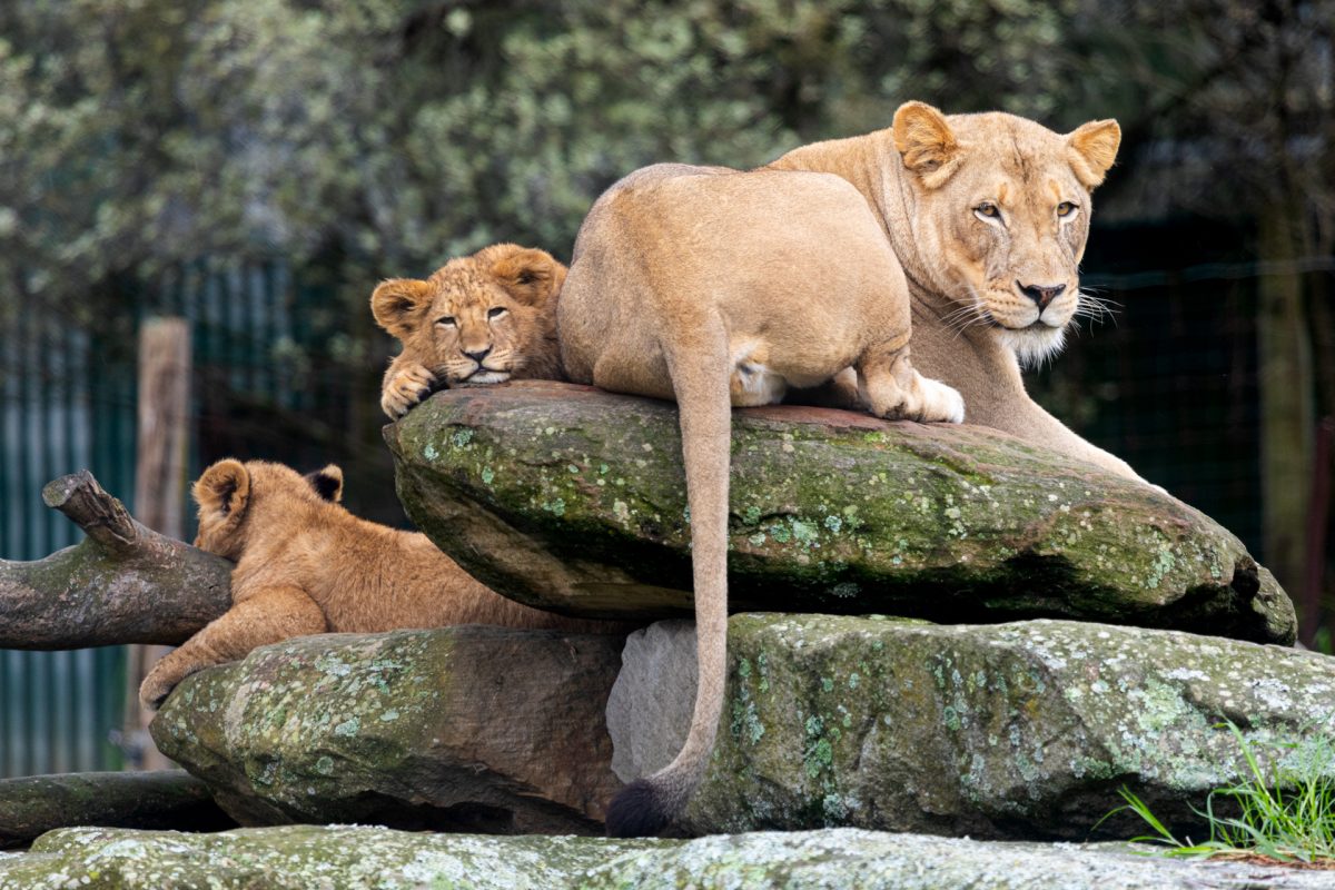 Lioness and two cubs