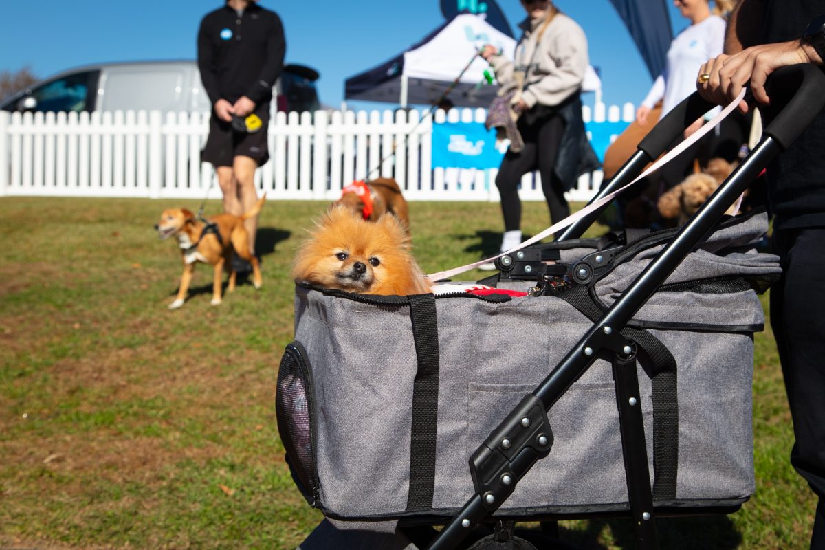 pomeranian in doggie pram