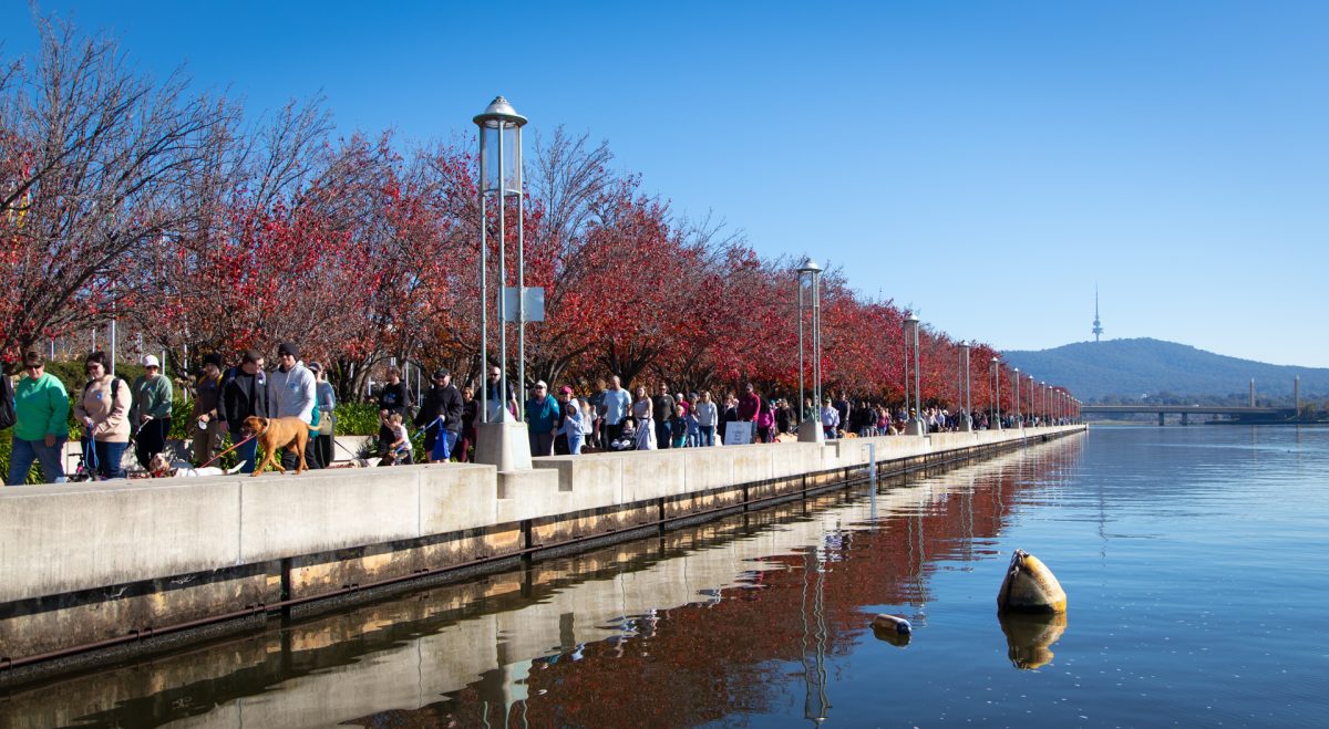 crowd walking their dogs near lake