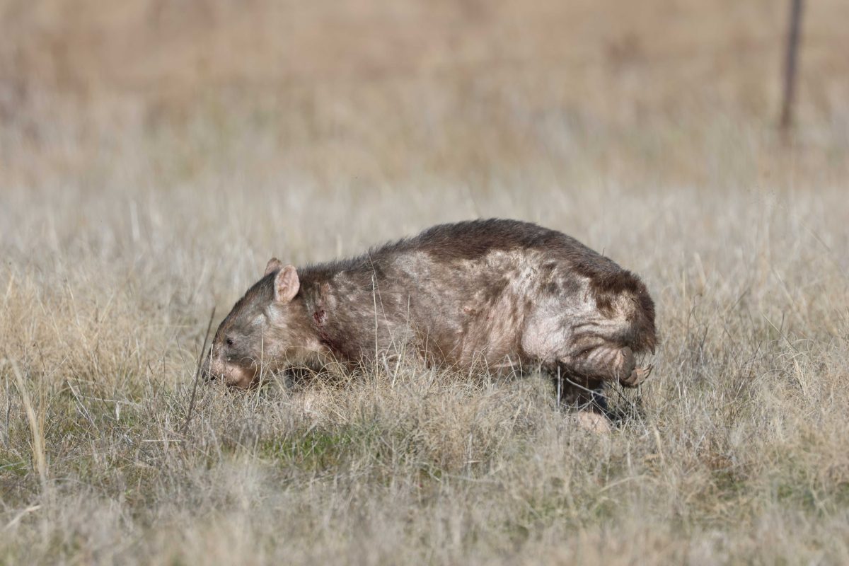 A wombat suffering with mange.