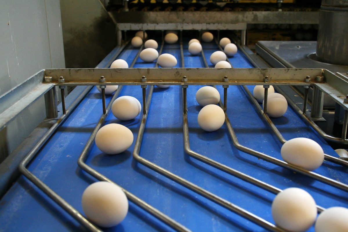 eggs on a grading machine