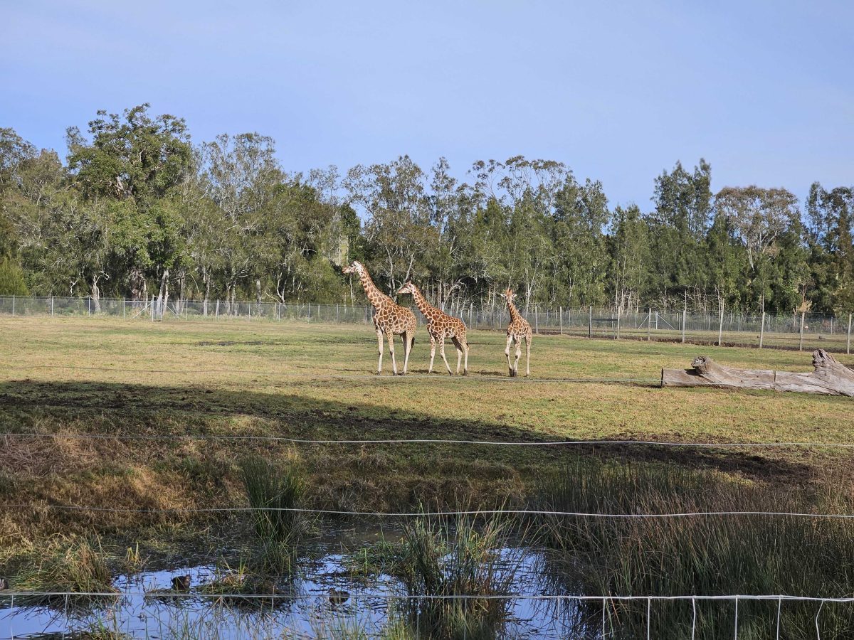 Giraffes in a field