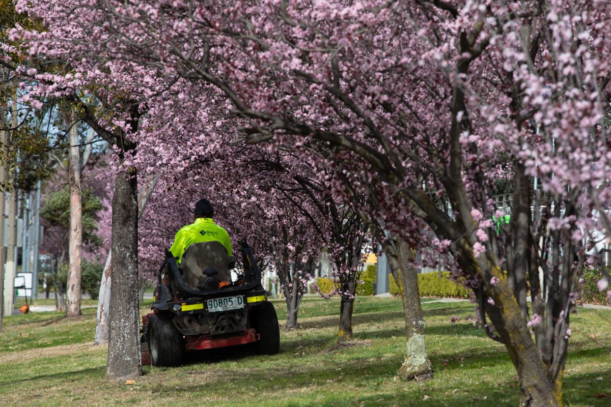 Ride on mower underneath pink blossom trees