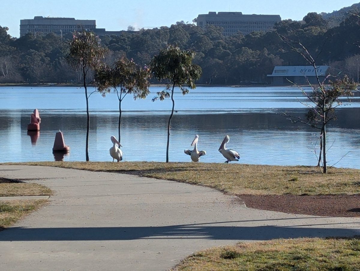 pelicans on the Kingston Foreshore