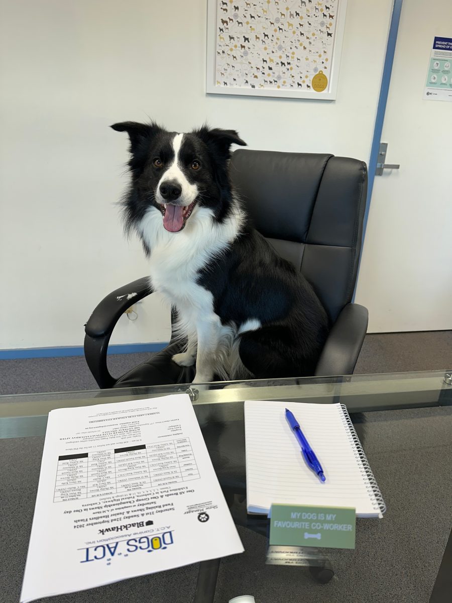 Border Collie in office chair 