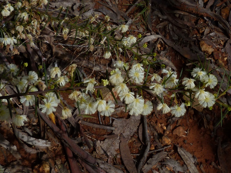 Gorse-leaved Wattle has almost white flowers which appear through winter