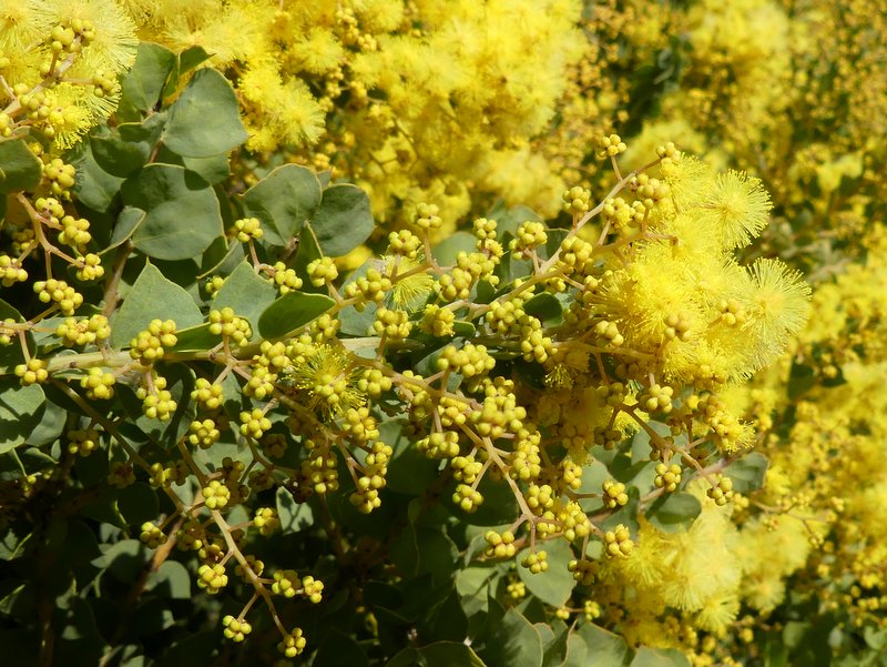 Wattle trees in flower