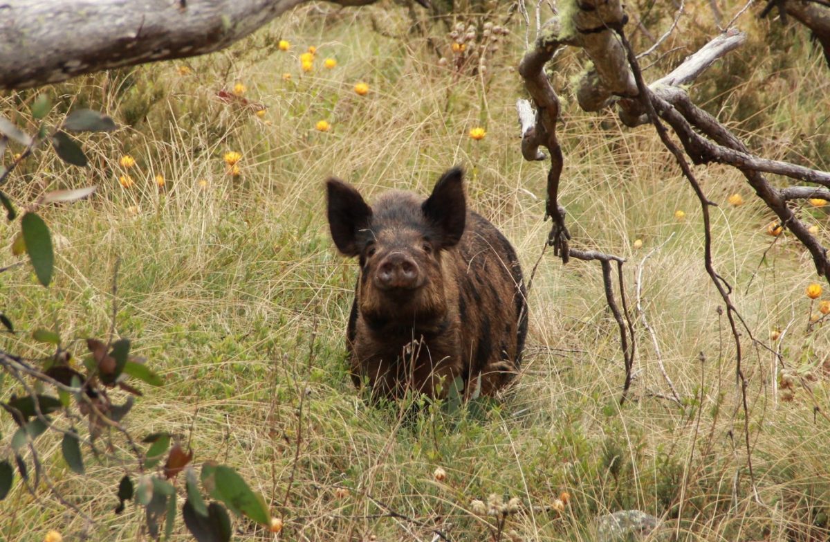 Wild pig