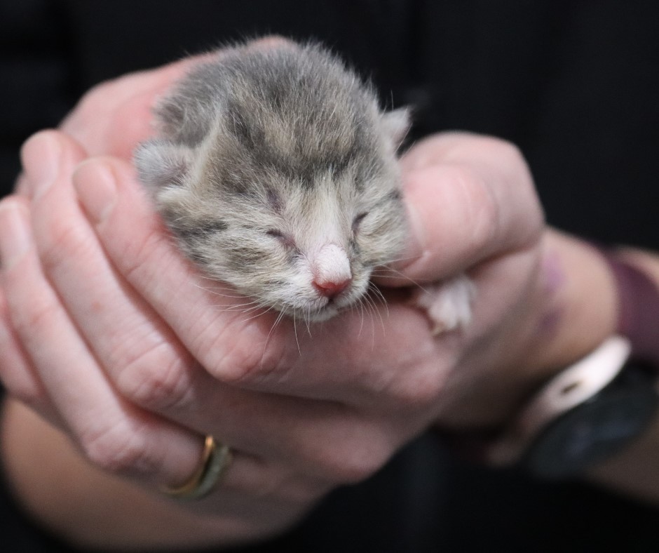 Tiny kitten in a hand